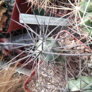 Tephrocactus articulatus v. nigrispinus -пагони-