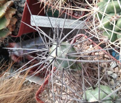 Tephrocactus articulatus v. nigrispinus -пагони-