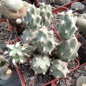 Сumulopuntia alboareolata - rare- пагони-
