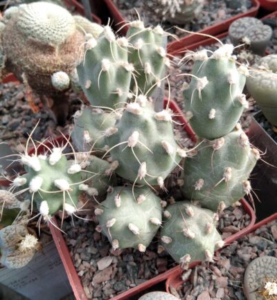 Сumulopuntia alboareolata - rare- пагони-