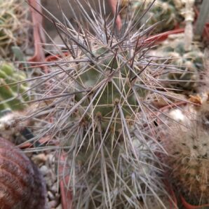Tephrocactus alexanderi-Koehres- пагін-