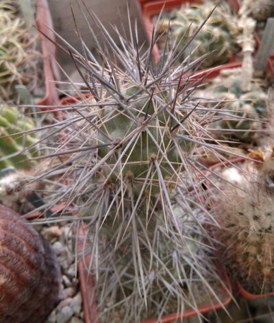 Tephrocactus alexanderi-Koehres- пагін-