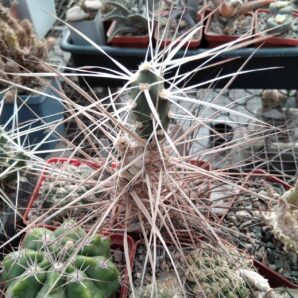 Maihueniopsis platyacantha MK1091b - пагони-