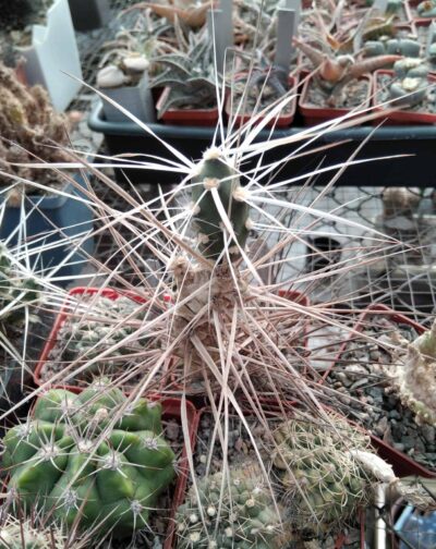 Maihueniopsis platyacantha MK1091b - пагони-