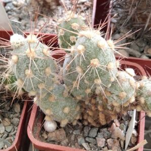 Cumulopuntia berteri MK1524 - 150 -пагони-
