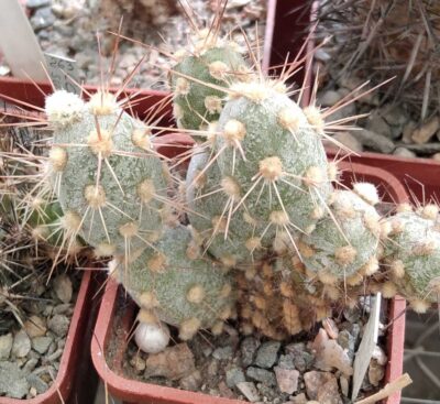 Cumulopuntia berteri MK1524 - 150 -пагони-