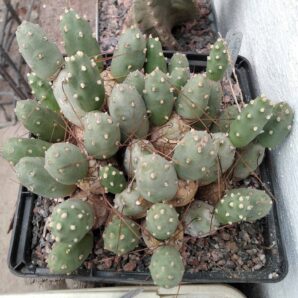 Сumulopuntia ignescens - пагони-