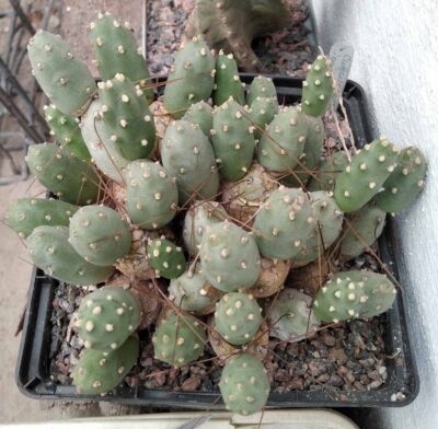 Сumulopuntia ignescens - пагони-