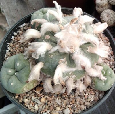 Lophophora diffusa -Koehres- горщик-12см- біля 25 років - - Зображення 3