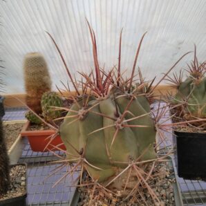 Ferocactus rectispinus -Mesa Garden- cube-12cm- (колючка з віком досягає 20см і більше.-