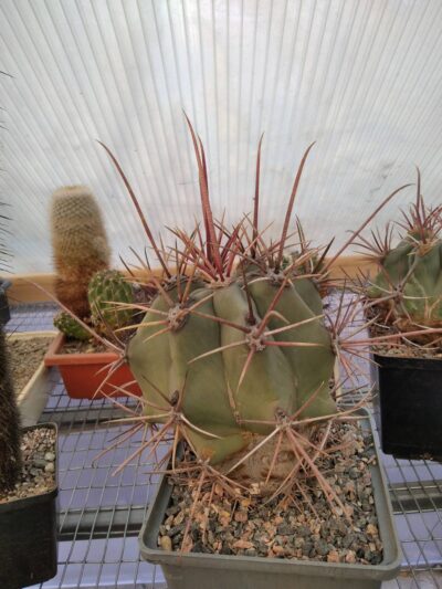 Ferocactus rectispinus -Mesa Garden- cube-12cm- (колючка з віком досягає 20см і більше.-