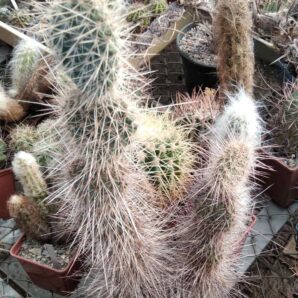 Opuntia erinacea v. ursina SB1760 - пагони-