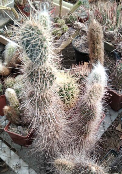 Opuntia erinacea v. ursina SB1760 - пагони-