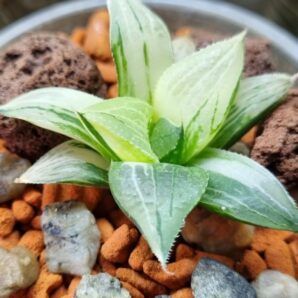 Haworthia "MAGNIFICA" VAR.