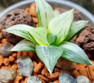 Haworthia "MAGNIFICA" VAR.