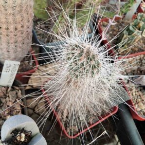Opuntia erinacea SB1422 -super sp- пагін