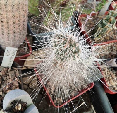 Opuntia erinacea SB1422 -super sp- пагін