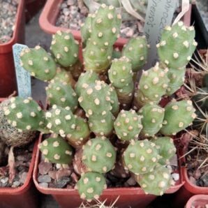 Tephrocactus molinensis -mini form- -гілка-