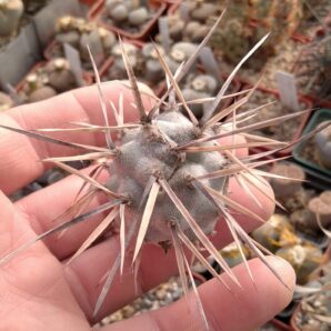 Tephrocactus articulatus -VG288 -пагін-