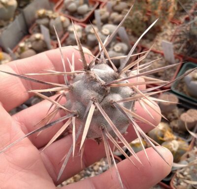 Tephrocactus articulatus -VG288 -пагін-