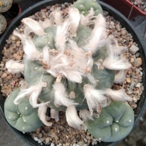 Lophophora diffusa -Koehres- горщик-12см- біля 25 років -