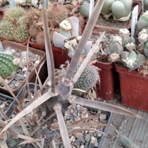 Tеphrocactus art. v. nigrispinus -пагони-