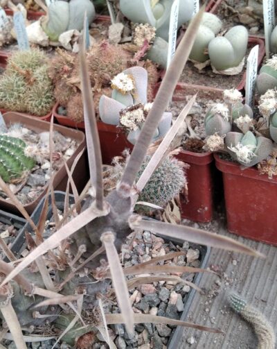 Tеphrocactus art. v. nigrispinus -пагони-