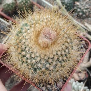 Parodia chrysacantion - cube-7cm - жовті квіти-