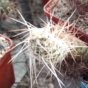 Tephrocactus webеri P510 -Punta de Ballasto- MG- пагони-