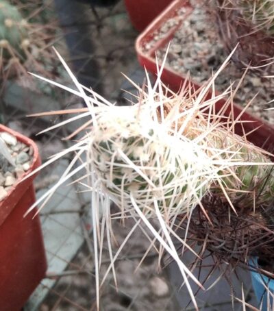 Tephrocactus webеri P510 -Punta de Ballasto- MG- пагони-