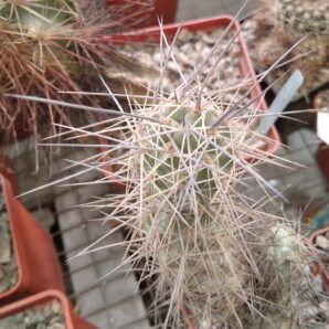 Tephrocactus bruchii -Koehres- пагін-