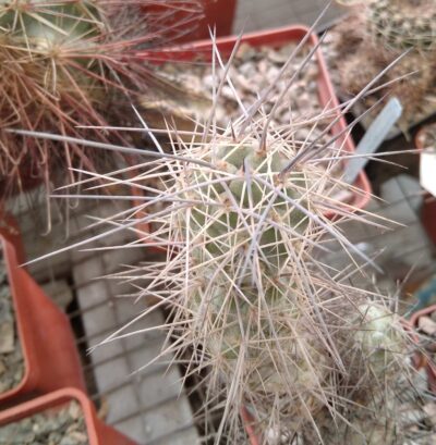 Tephrocactus bruchii -Koehres- пагін-
