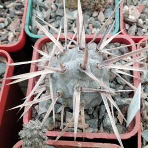 Tephrocactus spec. VG388 -cube-5cm-