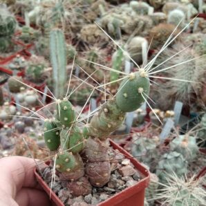 Maihueniopsis flexispinus - пагони-