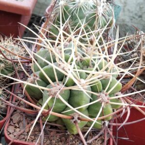 Gymnocalycium monvillei v. steineri -cube-6cm-