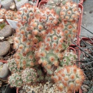 Тephrocactus mollinensis f. rubrispinus - пагони-