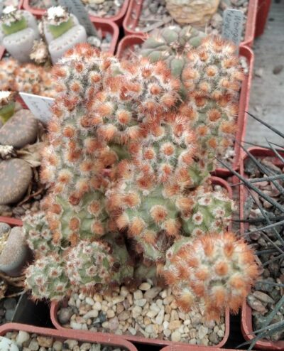 Тephrocactus mollinensis f. rubrispinus - пагони-