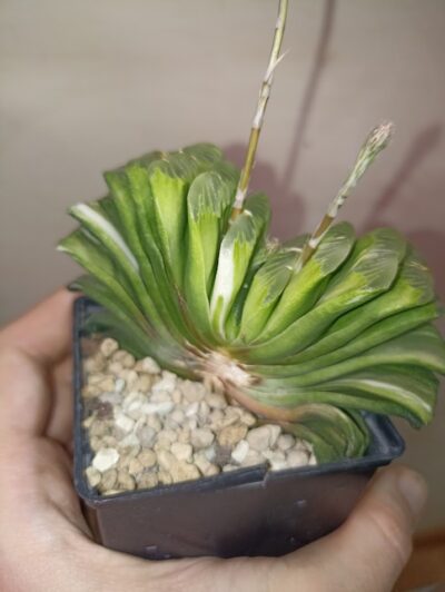 Haworthia Truncata Lime Green Variegated - Зображення 2
