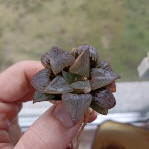 Haworthia Atrofusca Variegated