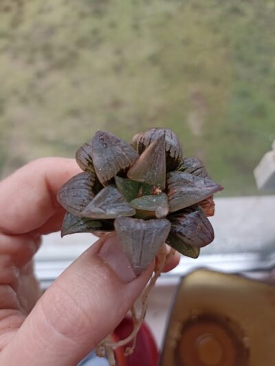 Haworthia Atrofusca Variegated