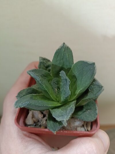 Haworthia Truncata Hybr 1шт - Зображення 2