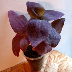 Setcreasea pallida biltmore 'Bimbo'