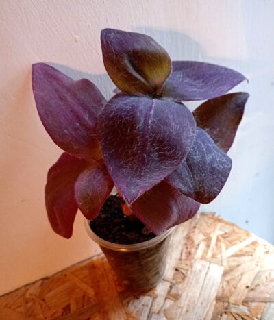 Setcreasea pallida biltmore 'Bimbo'