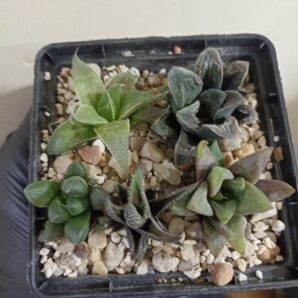 Haworthia Mix 1