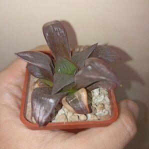 Haworthia Atrofusca Variegated
