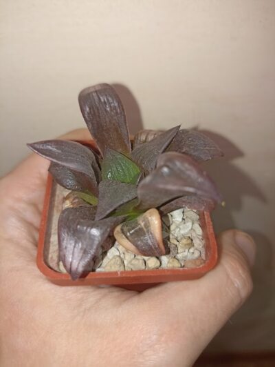 Haworthia Atrofusca Variegated