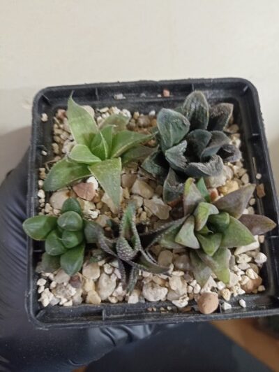 Haworthia Mix 1