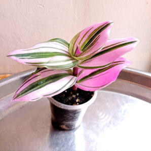 Tradescantia 'Nanouk'