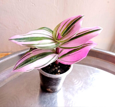 Tradescantia 'Nanouk'
