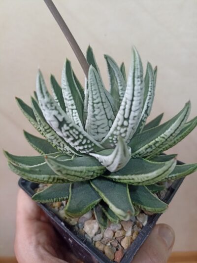 Haworthia Pumila Emperor